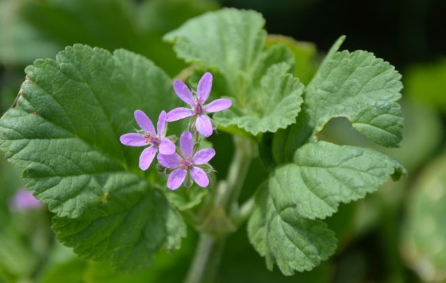 Erodium malacoides